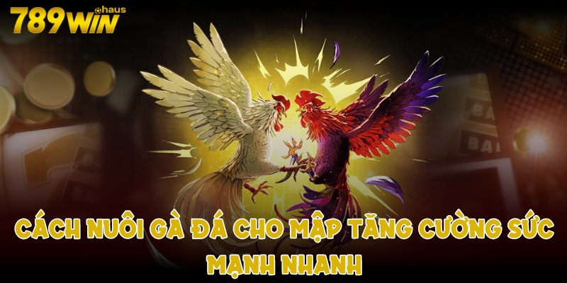 Cách nuôi gà đá cho mập tăng cường sức mạnh nhanh